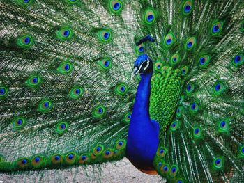 Close-up of peacock