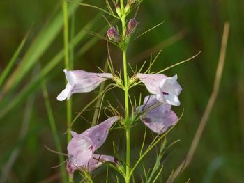 Close-up of purple flowering plant