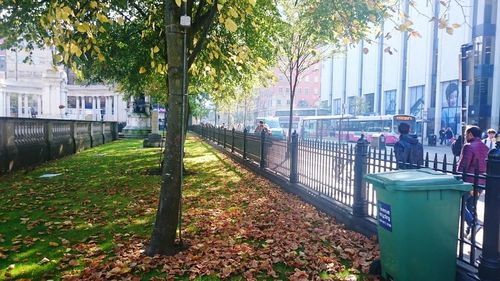 View of trees in the city