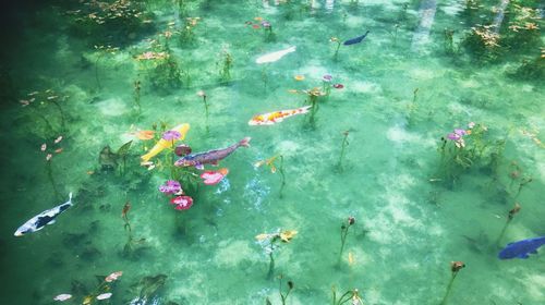 High angle view of fish swimming in lake