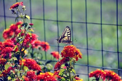 Butterfly on plant