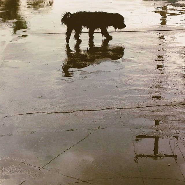 reflection, water, puddle, shadow, high angle view, wet, street, sunlight, day, walking, outdoors, sidewalk, dog, low section, standing, focus on shadow, full length, wall - building feature