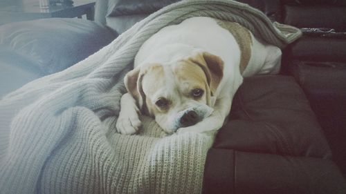 Portrait of a dog resting on sofa