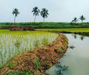 Scenic view of rice field by lake against sky