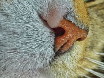 Cropped image of cat nose