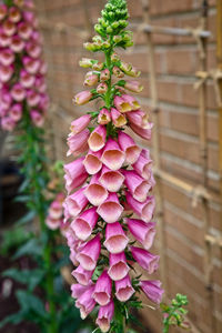 Close-up of pink flowering plant