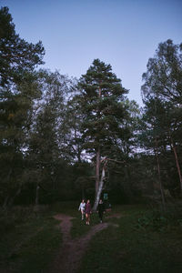 Trees growing on field against sky