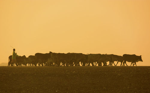 Group of birds on landscape at sunset