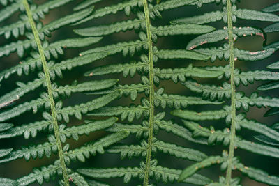 Close-up of green fern leaves outdoors at summer. symmetry in nature.