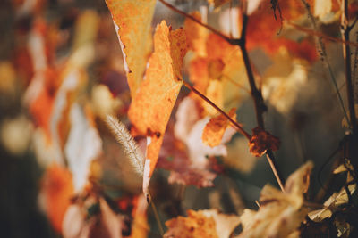 Close-up of dry leaves