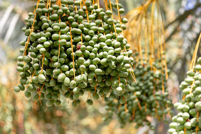 Close-up of berries growing on tree