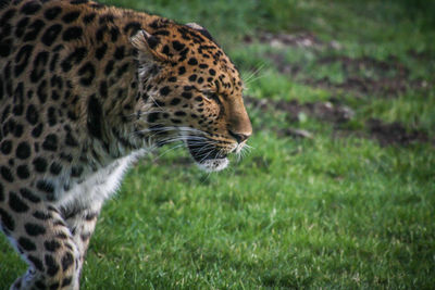 Close-up of tiger