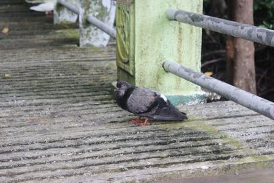 Close-up of bird perching on railing