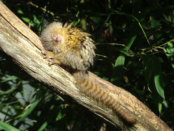 Close-up of lizard on tree