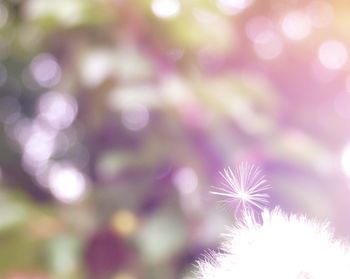 Close-up of flowers against blurred background