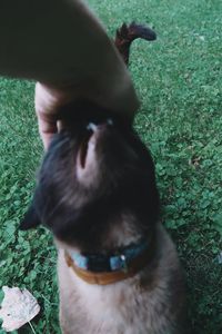 Close-up of dog on field