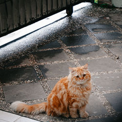 Portrait of cat sitting on footpath