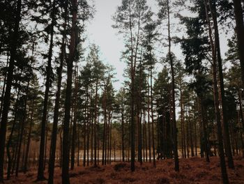 Trees in forest