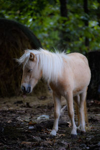 Horse standing in a field