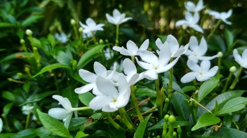 Close-up of white flowers blooming outdoors