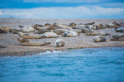 View of birds swimming in sea