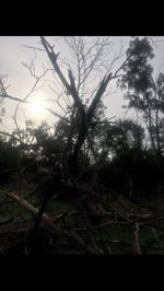 Close-up of silhouette tree against sky