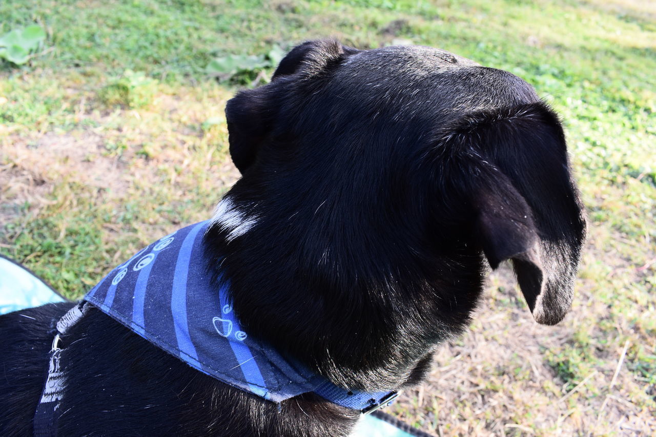 CLOSE-UP OF A BLACK DOG