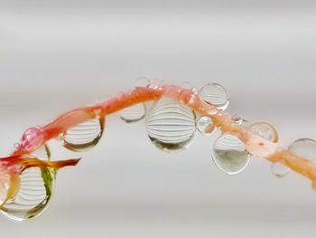 Close-up of water drops on glass against white background