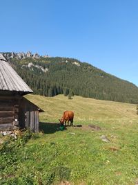 Horses grazing in the field