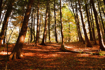 Trees in forest