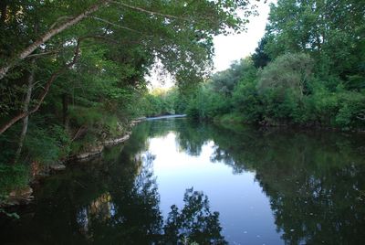 Scenic view of lake amidst trees in forest