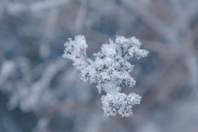 Close-up of frozen plant