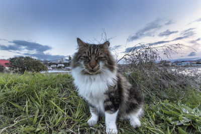 Cat looking away on field