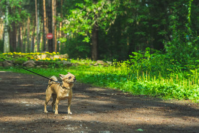 Dogs running in forest