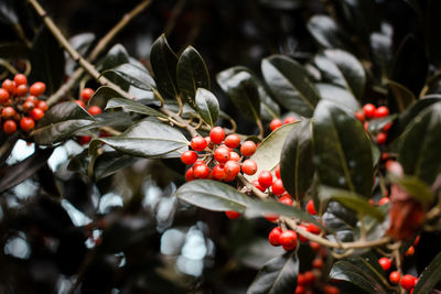 Close-up of red berries growing on tree