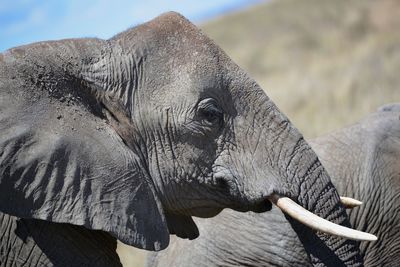 Close-up of elephant