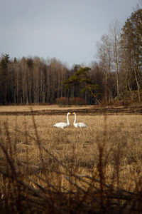 View of birds on the land