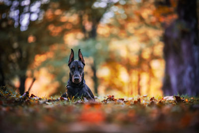 Close-up of dog on leaves during autumn