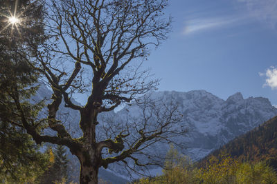 Bare tree on mountain during autumn