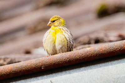 Close-up of bird perching on wood