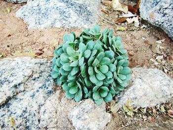 High angle view of prickly pear cactus