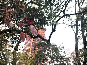 Low angle view of flowering tree against sky