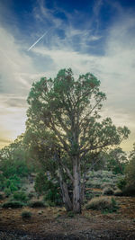 Trees on landscape against cloudy sky