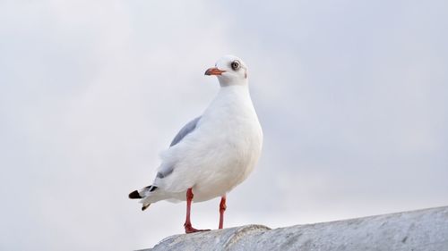 Seagull perching on a wall