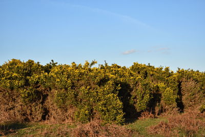 Trees growing on field against sky