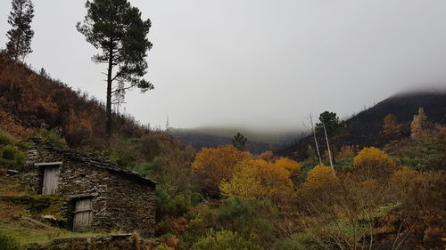 Plants and trees against sky during autumn