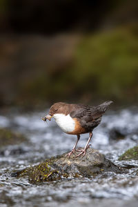 Close-up of bird perching on rock at stream