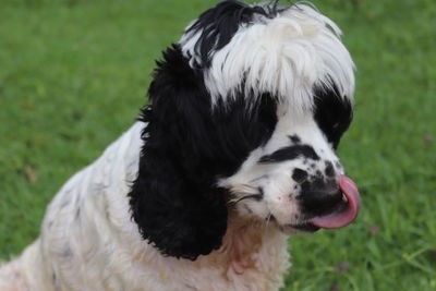 Close-up of a dog on field