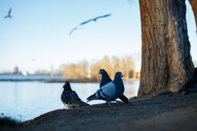 Two birds perching on the shore