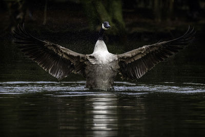 Close-up of bird flying over lake